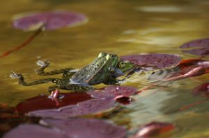 짝짓기하는 유럽식용개구리
