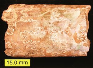 봉합선과 잔류 아라고나이트를 보여주는 바쿨리테스; 미국 사우스다코타주 서부, 백악기 후기.