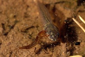 먹이를 사냥한 배물방개붙이 1령유충