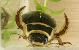 배물방개붙이 수컷