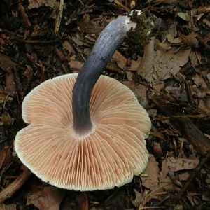 분홍색을 띠는, 성숙한 이뽕시메지과의 버섯 주름. 이 종에서는 작은 주름이 존재하며, 약간 드물고 떨어져 있다.