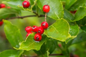 윤노리나무의 열매