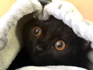 깊은 구리색 눈을 가진 봄베이 암컷