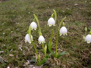 봄 설앵초 (Leucojum vernum)
