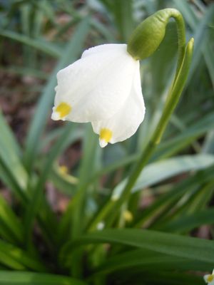 L. vernum var. carpathicum의 꽃