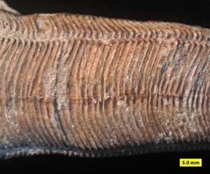 인디애나주 미시시피세의 코눌라리아의 확대 사진, 축척은 밀리미터.