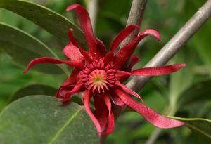 미국붓순나무(Illicium floridanum)의 꽃