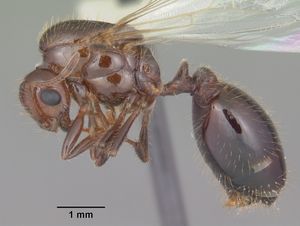 여왕개미의 전신상