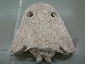 위에서 본 메토포사우루스의 두개골