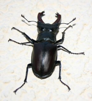 유럽사슴벌레 Lucanus cervus 수컷. 소형 개체에서는 이 모양 돌기가 발달하지 않는다.
