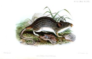 조지프 울프(Joseph Wolf)가 그린 Lemniscomys striatus pulchella – Proceedings of the Zoological Society of London 1864