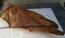 D. weii의 두개골 (베이징: 중국고생물관)