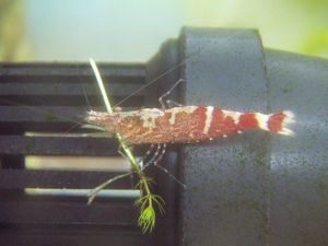 긴꼬리새우의 암컷. 등에 수 개의 가로줄이 있는 개체