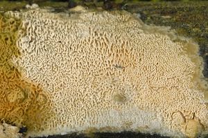 Schizopora paradoxa}} (Schizoporaceae)