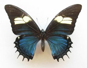 Papilio androgeus의 정상적인 암컷