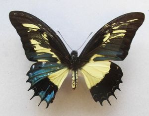 Papilio androgeus의 모자이크 자웅모자이크