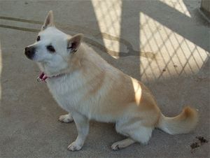 크림색 스키퍼키