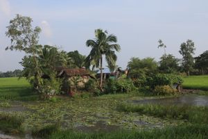 2010년 순다르반의 논밭에 있는 농가
