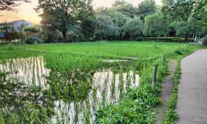 모내기가 끝난 논 (2024년 6월 중순)