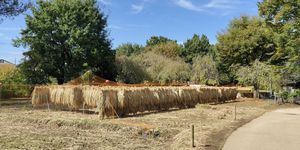 벼 베기가 끝나고, 건조대가 설치되어 있다 (2023년 10월)