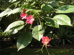 자트로파 인테게리마(Jatropha integerrima)