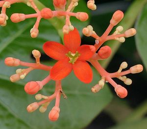 자트로파 포다그리카(Jatropha podagrica)