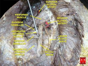 아래볼기동맥의 해부.