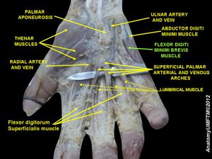짧은새끼굽힘근