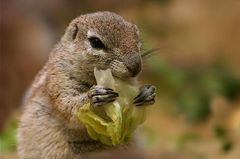 Xerus rutilus}}