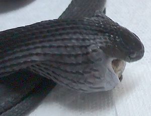 산악 알뱀이 메추라기 알을 삼키는 모습