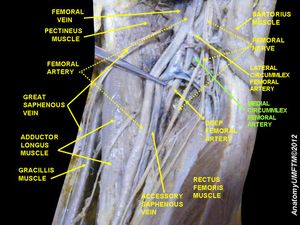 안쪽넙다리휘돌이동맥