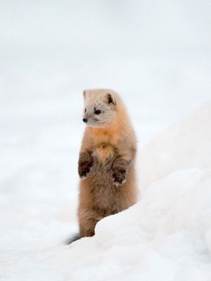 에조검은담비의 메카게(홋카이도 신토쿠정, 2007년 12월)