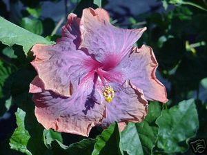 게이터 프라이드 히비스커스}}