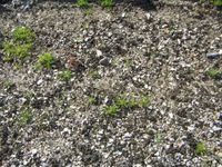 3. 검은 부분이 건조된 염주말