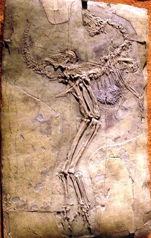 산출 상태를 나타내는 캐스트 모형. 필드 자연사 박물관 소장.