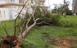 태풍으로 인해 쓰러진 나무 (오키나와)