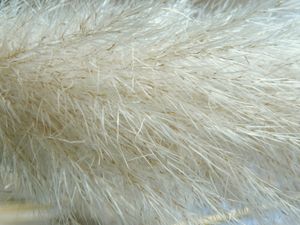 팜파스풀 꽃 세부 묘사