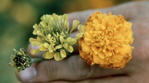 금잔화에 나타난 애스터 황화병 증상