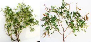 Tephrosia purpurea 마녀 빗자루