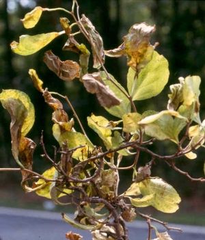 느릅나무 사부 조직 괴사 피토플라스마의 증상