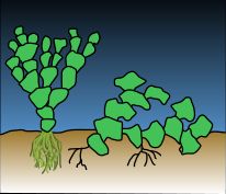 그림 1. 직립 및 뻗어가는 할리메다 식물