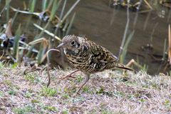 흙 속의 지렁이를 잡은 호랑지빠귀