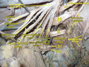 속음부동맥. 깊은 곳 해부, 가쪽에서 본 사진.