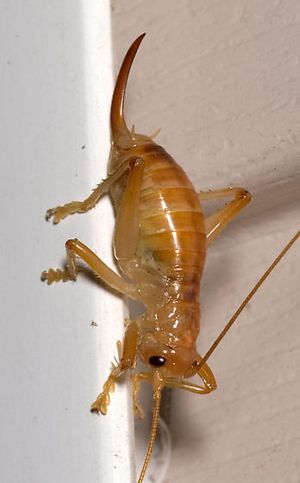 Campotonotus carolinensis