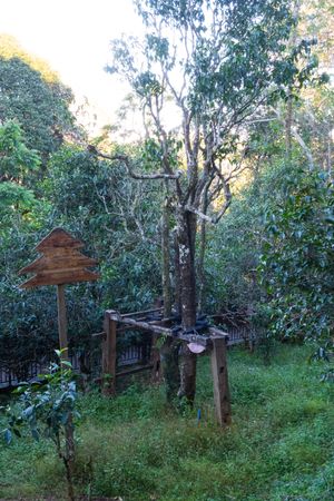 노반장(老班章)의 차나무왕. 수령 1000년.