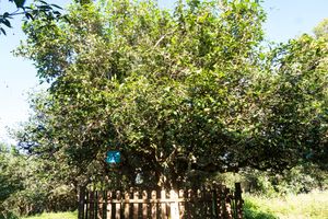 하개산(賀開山)의 차나무왕. 수령 800년.