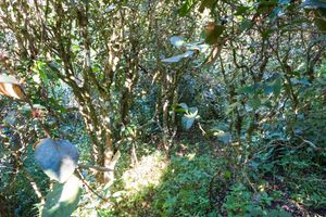 경매산(景邁山)의 야생 상태의 차나무.