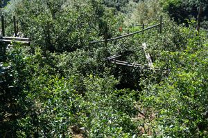 빙도(冰島) 노채(老寨) 핵심 차구. 매우 수령이 높은 노목(老木)들이 빼곡하게 늘어서 있다.