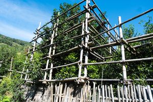 빙다오라오짜이의 차나무 왕. 수령 700년.