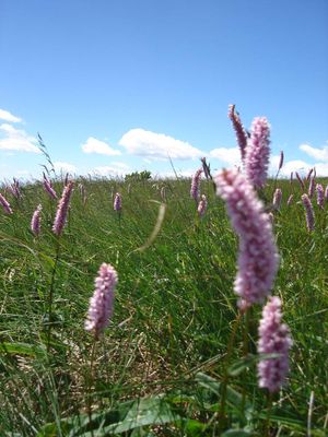 비토샤, 불가리아